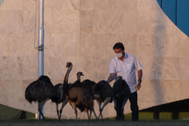 剛確診新冠一星期，巴西總統(tǒng)喂鴕鳥時又被咬了，網(wǎng)友卻希望“鳥沒事”(圖2)