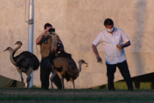 剛確診新冠一星期，巴西總統(tǒng)喂鴕鳥時又被咬了，網(wǎng)友卻希望“鳥沒事”(圖3)