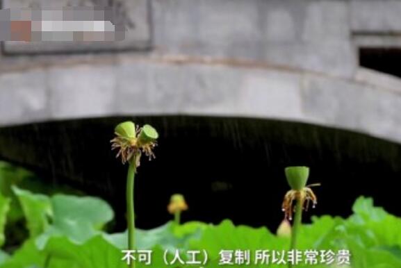 怒了！南京玄武湖并蒂蓮被游客摘下是怎么回事？(圖3)