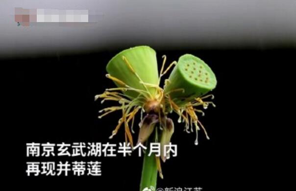 怒了！南京玄武湖并蒂蓮被游客摘下是怎么回事？(圖2)