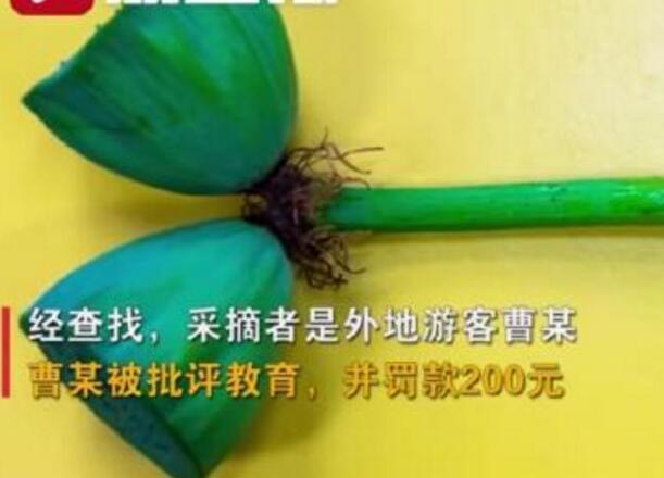 怒了！南京玄武湖并蒂蓮被游客摘下是怎么回事？