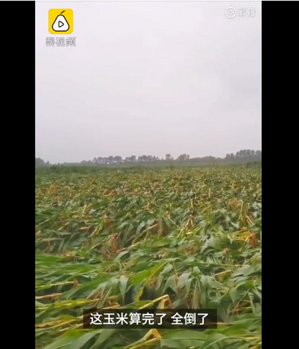 臺風“美莎克”致吉林玉米大面積倒伏，像棉被一樣鋪在地上，減產(chǎn)已成定局