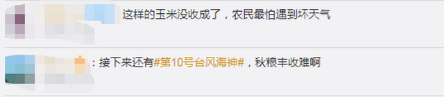 臺風(fēng)“美莎克”致吉林玉米大面積倒伏，像棉被一樣鋪在地上，減產(chǎn)已成定局(圖5)