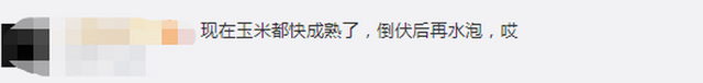 臺風(fēng)“美莎克”致吉林玉米大面積倒伏，像棉被一樣鋪在地上，減產(chǎn)已成定局(圖3)